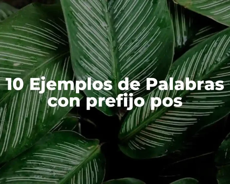 10 Ejemplos de Palabras con prefijo pos