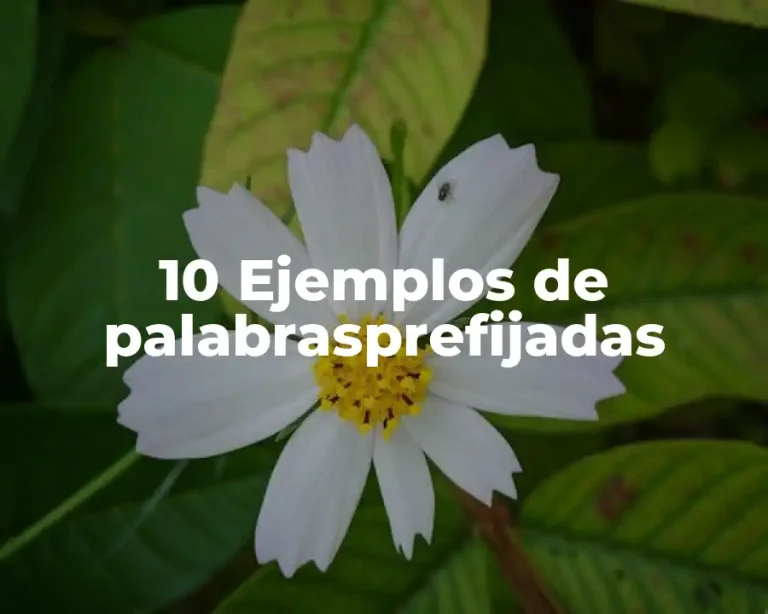 10 Ejemplos de palabrasprefijadas
