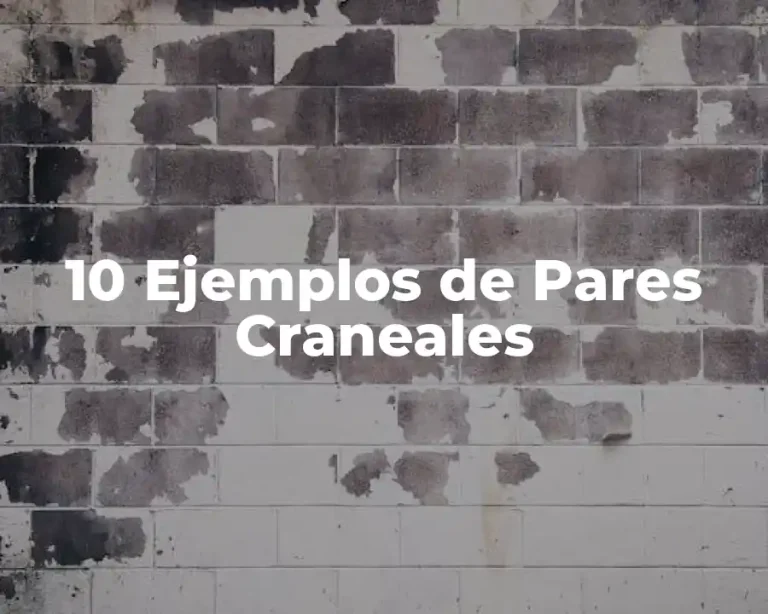 10 Ejemplos de Pares Craneales