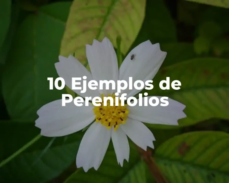 10 Ejemplos de Perenifolios