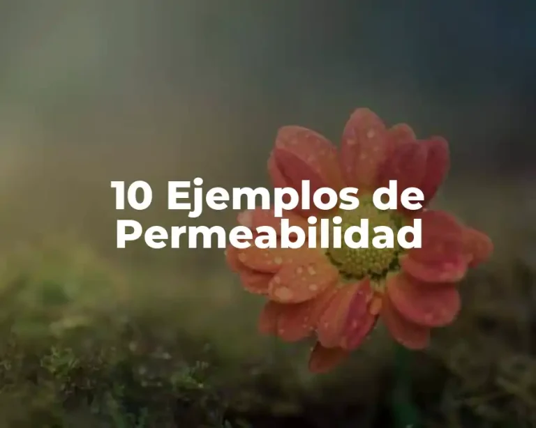 10 Ejemplos de Permeabilidad