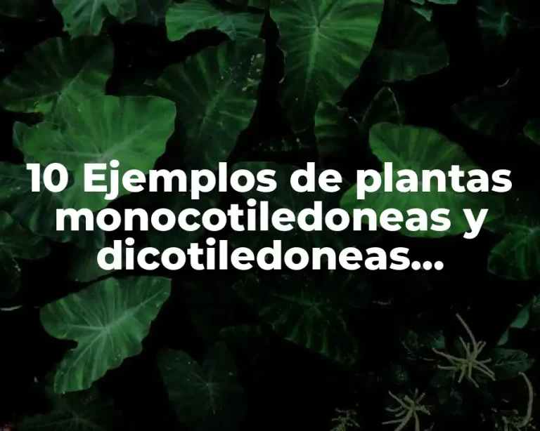 10 Ejemplos de plantas monocotiledoneas y dicotiledoneas wikipedia