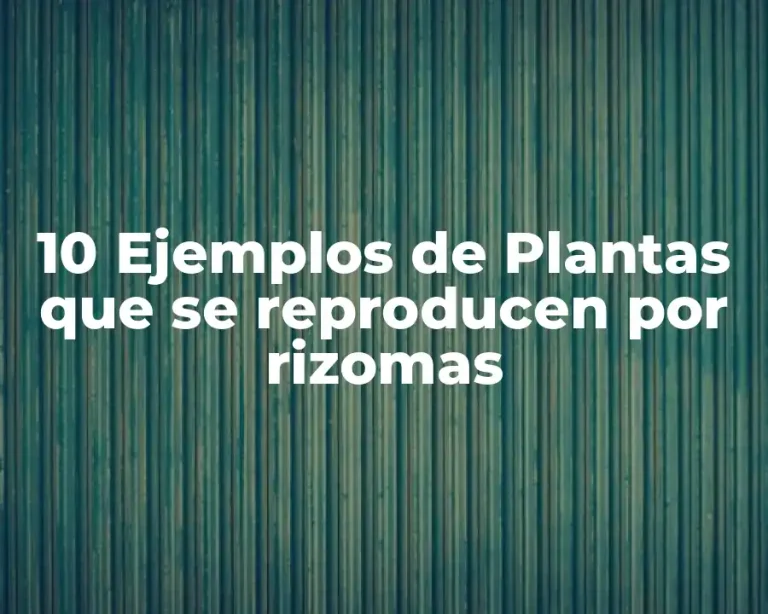 10 Ejemplos de Plantas que se reproducen por rizomas