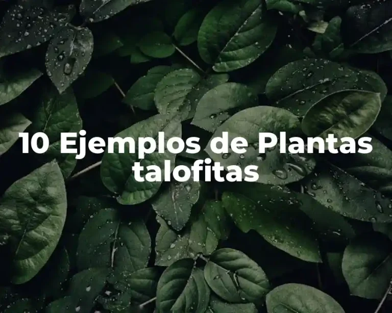 10 Ejemplos de Plantas talofitas