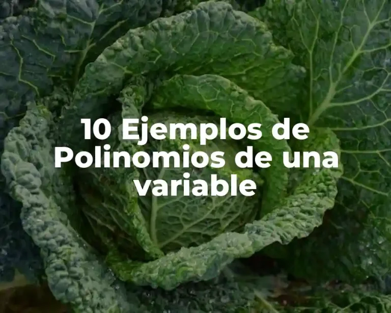 10 Ejemplos de Polinomios de una variable