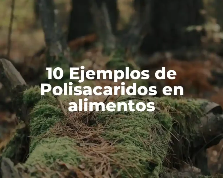 10 Ejemplos de Polisacaridos en alimentos