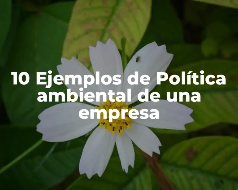 10 Ejemplos de Política ambiental de una empresa