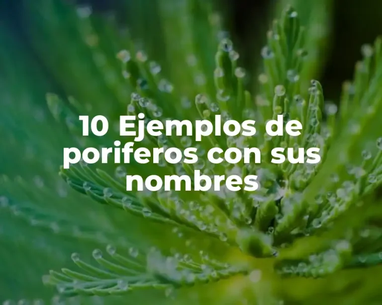 10 Ejemplos de poriferos con sus nombres