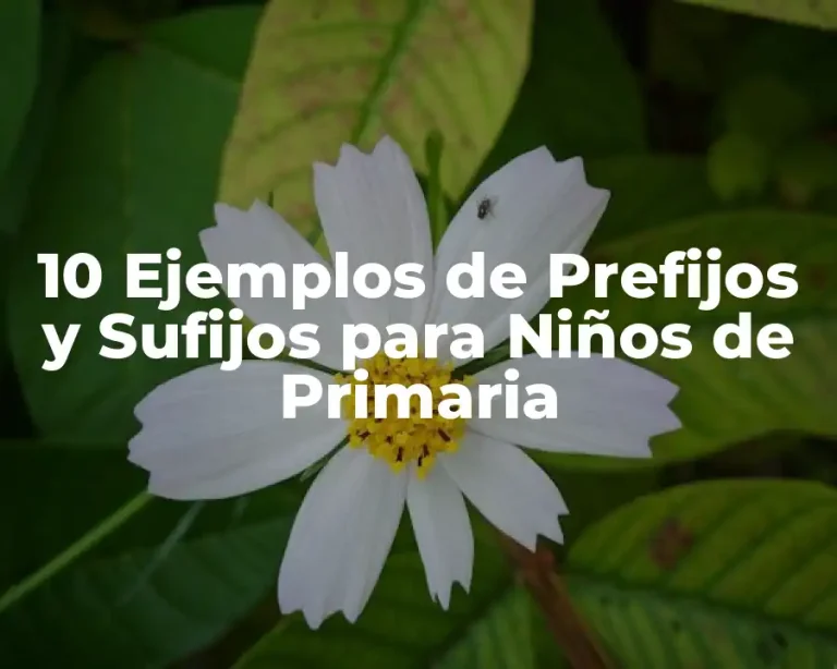 10 Ejemplos de Prefijos y Sufijos para Niños de Primaria
