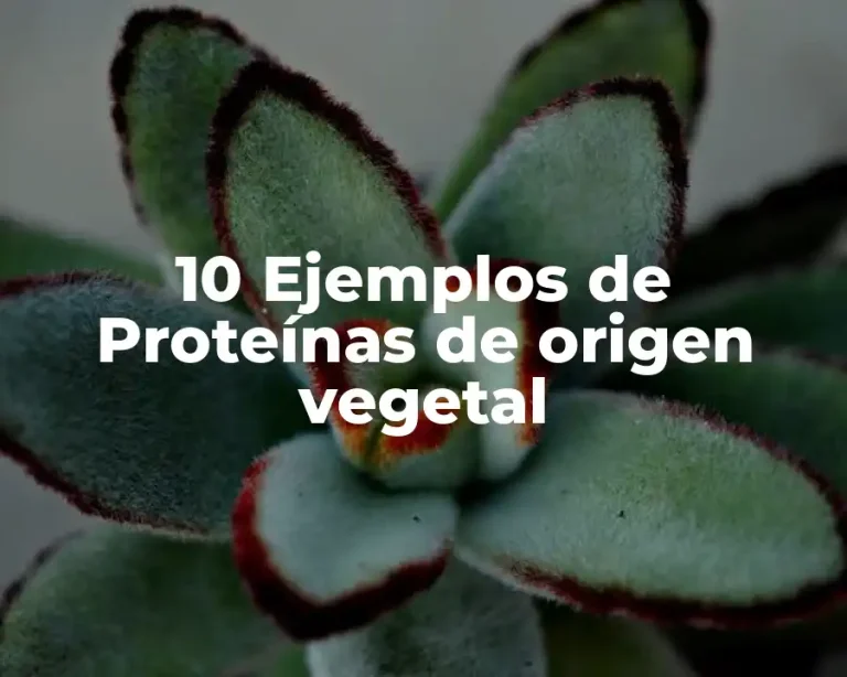 10 Ejemplos de Proteínas de origen vegetal
