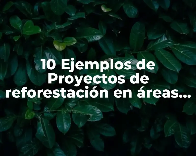 10 Ejemplos de Proyectos de reforestación en áreas verdes de preescolares