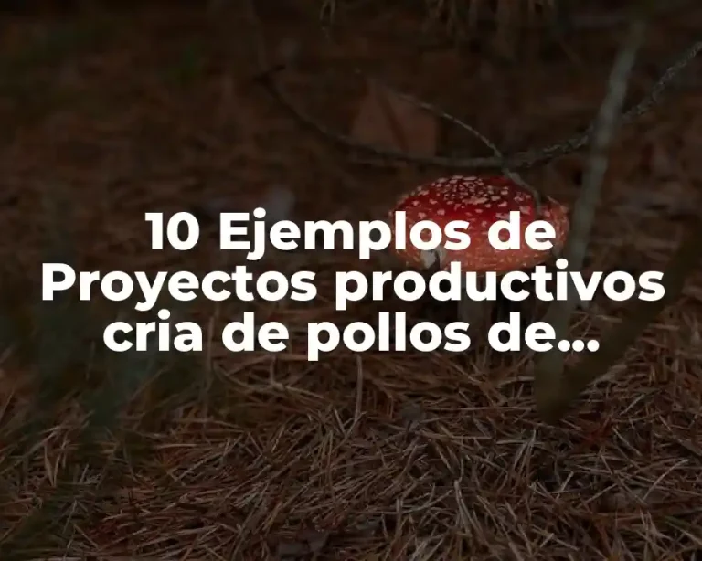 10 Ejemplos de Proyectos productivos cria de pollos de engorde