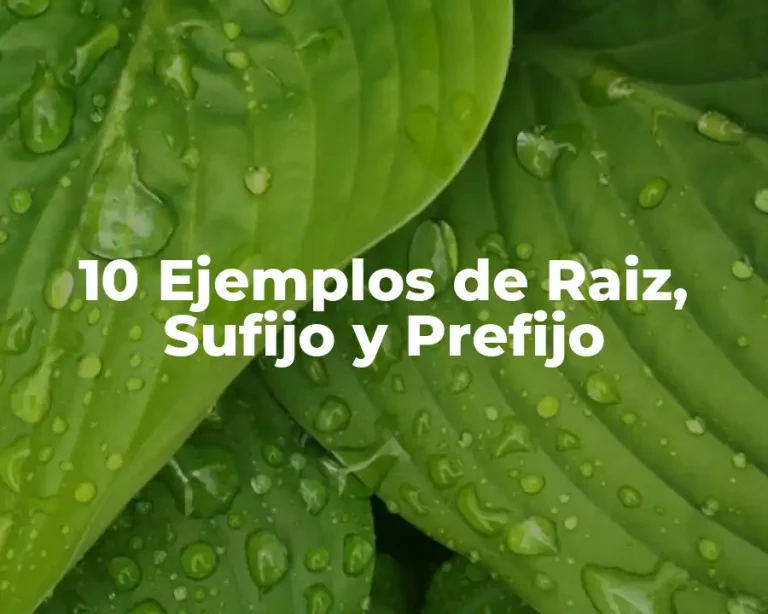10 Ejemplos de Raiz, Sufijo y Prefijo