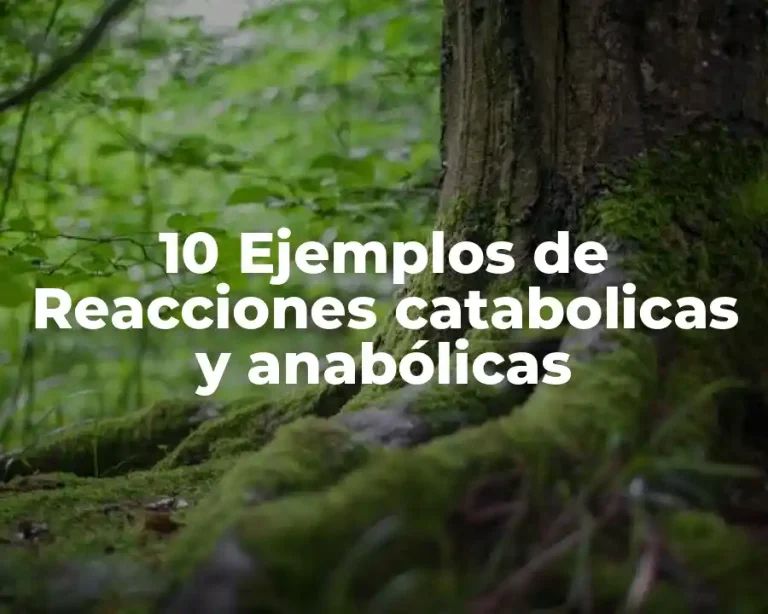 10 Ejemplos de Reacciones catabolicas y anabólicas