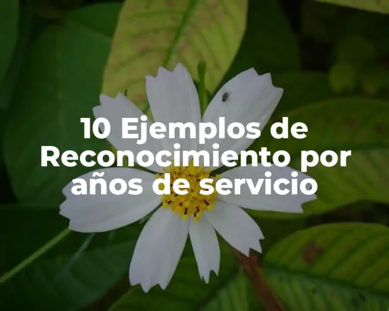10 Ejemplos de Reconocimiento por años de servicio