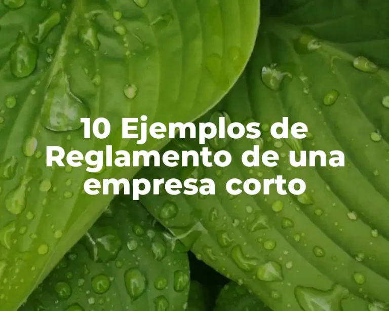 10 Ejemplos de Reglamento de una empresa corto