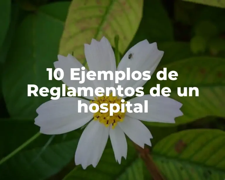 10 Ejemplos de Reglamentos de un hospital