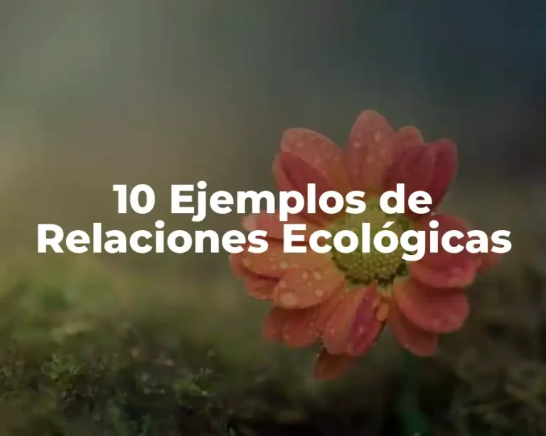 10 Ejemplos de Relaciones Ecológicas
