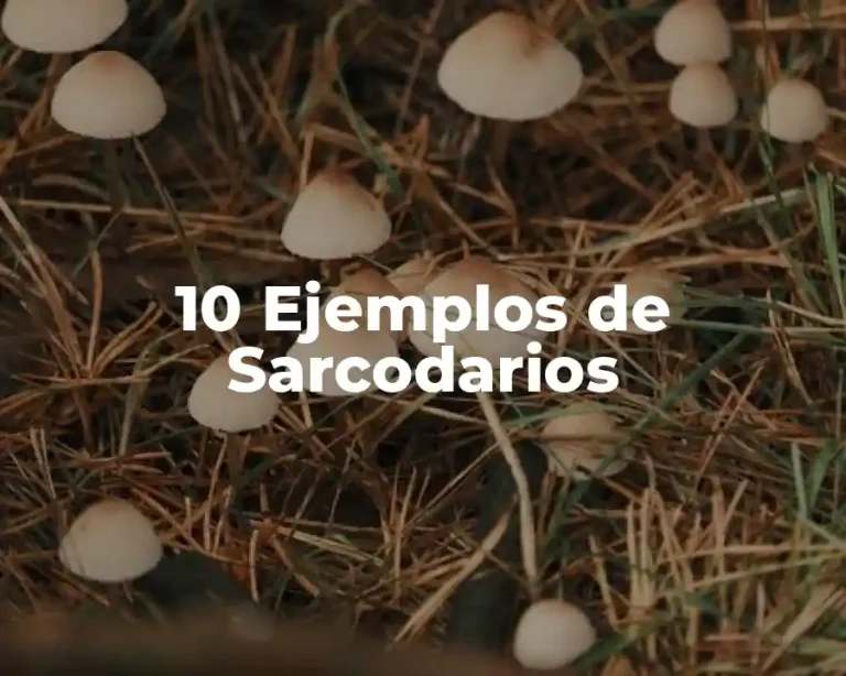 10 Ejemplos de Sarcodarios