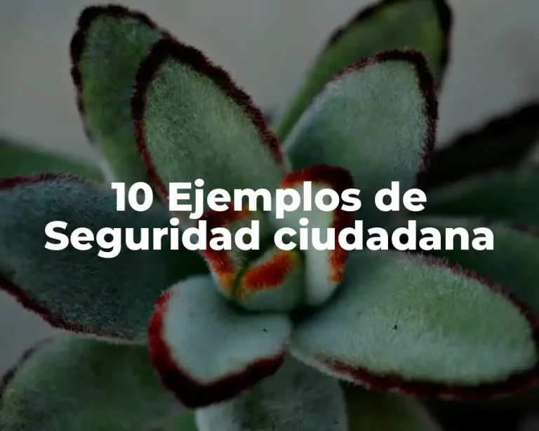 10 Ejemplos de Seguridad ciudadana