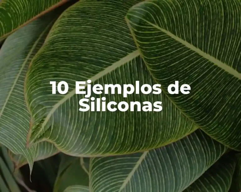 10 Ejemplos de Siliconas