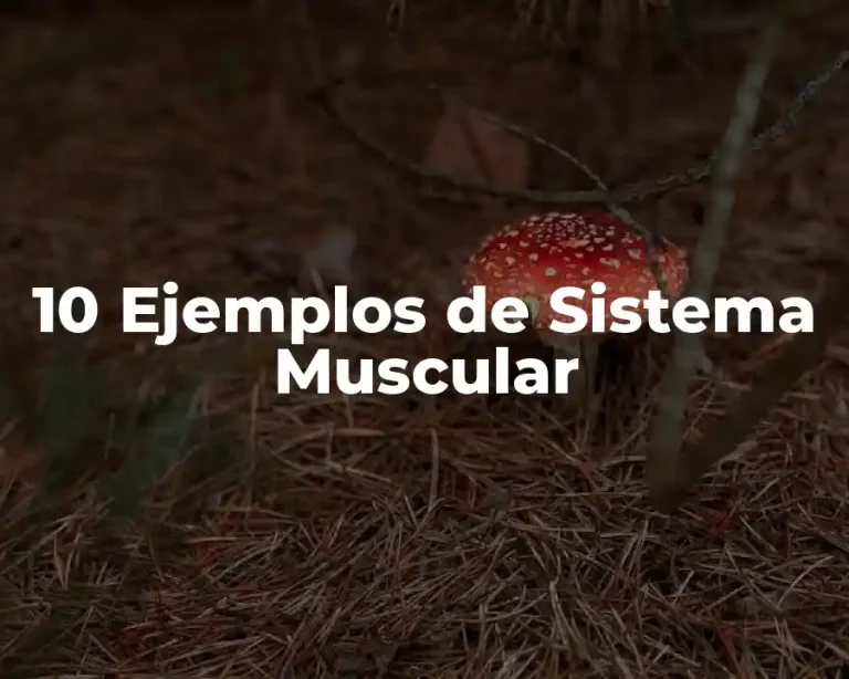 10 Ejemplos de Sistema Muscular