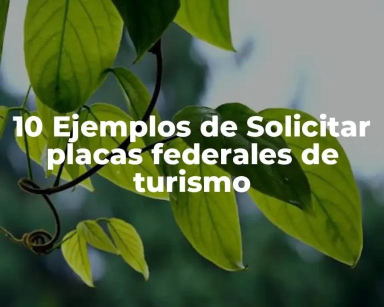 10 Ejemplos de Solicitar placas federales de turismo