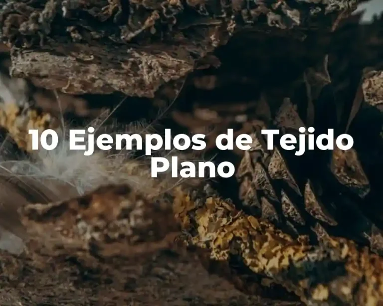 10 Ejemplos de Tejido Plano