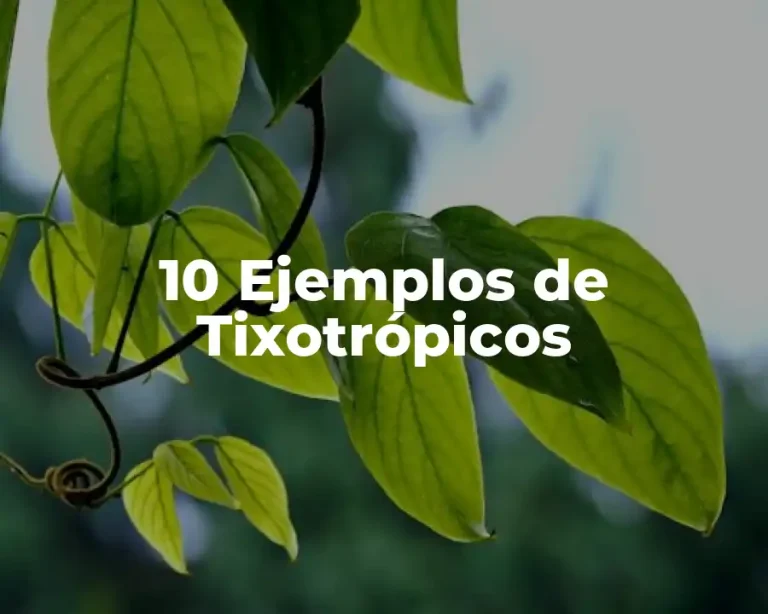 10 Ejemplos de Tixotrópicos