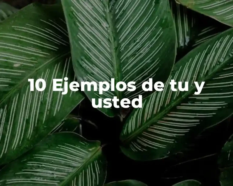10 Ejemplos de tu y usted