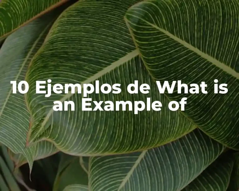 10 Ejemplos de What is an Example of