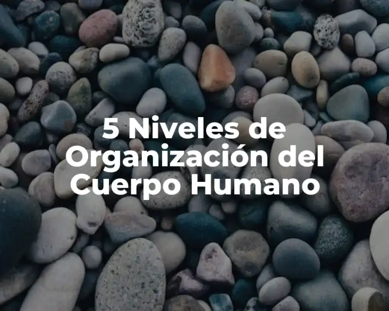 5 Niveles de Organización del Cuerpo Humano