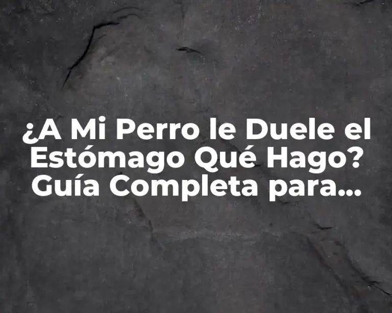 ¿A Mi Perro le Duele el Estómago Qué Hago? Guía Completa para Ayudar a Tu Mascota