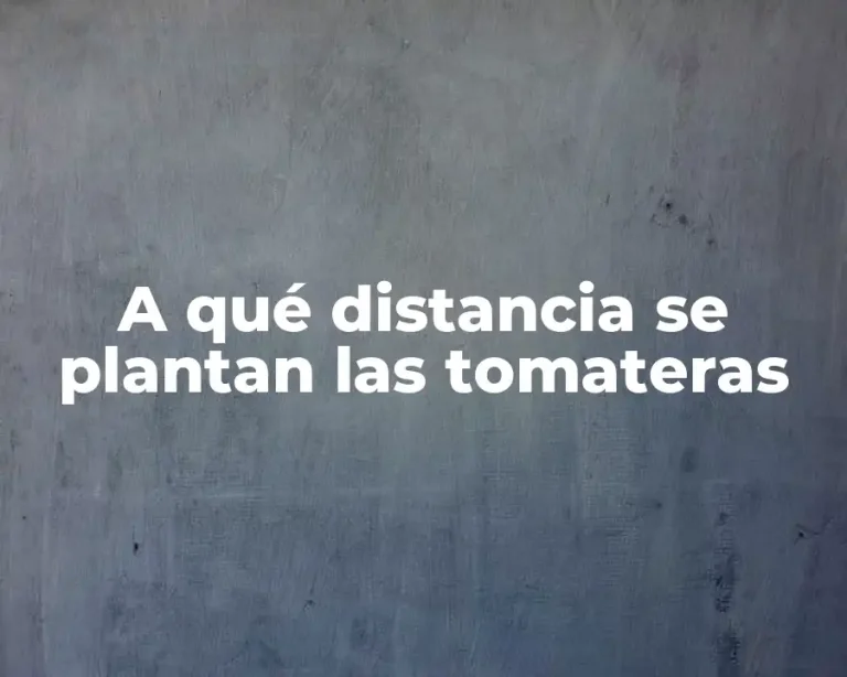 A qué distancia se plantan las tomateras