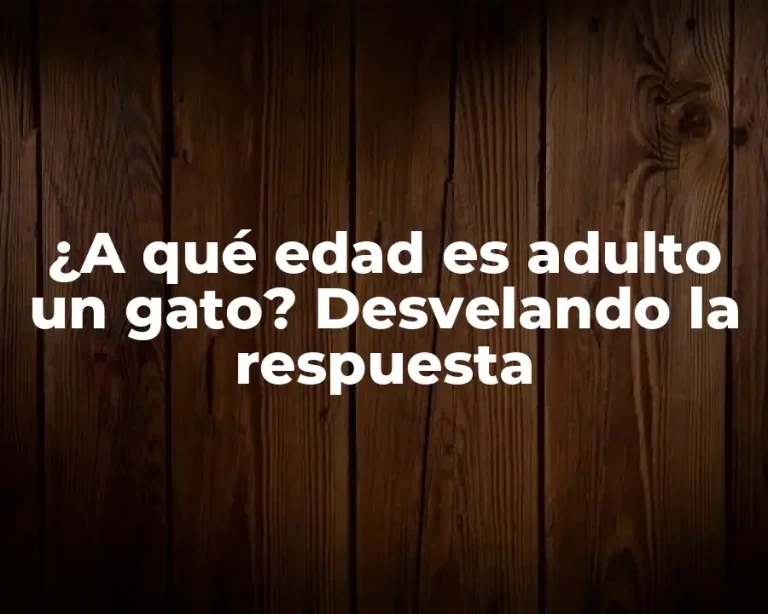 ¿A qué edad es adulto un gato? Desvelando la respuesta