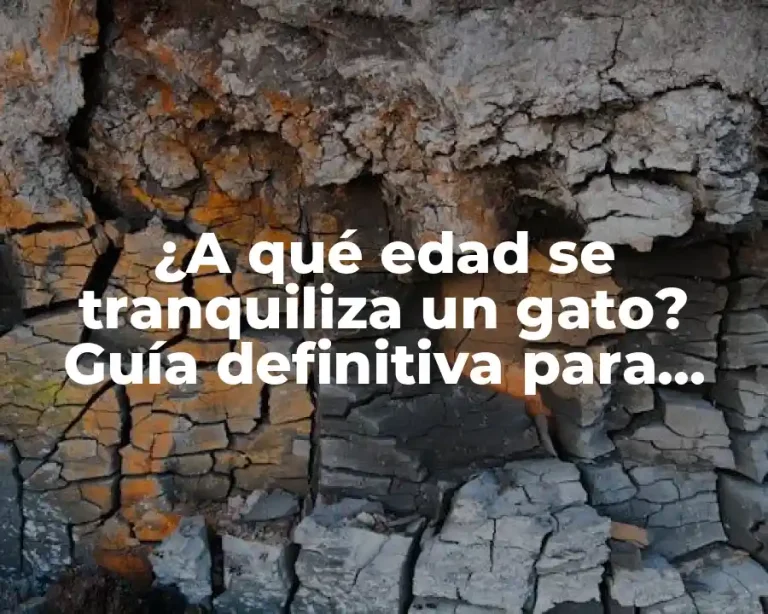 ¿A qué edad se tranquiliza un gato? Guía definitiva para entender el desarrollo felino