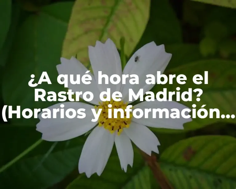 ¿A qué hora abre el Rastro de Madrid? (Horarios y información práctica)