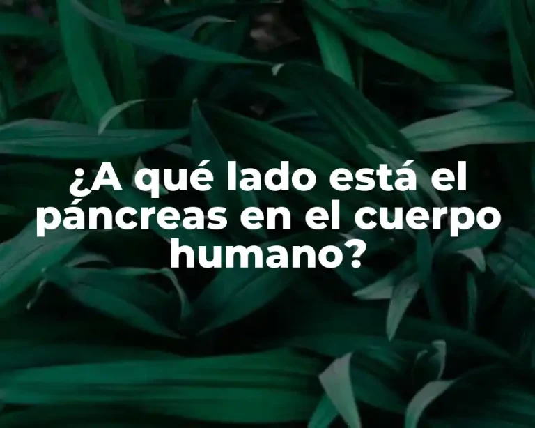 ¿A qué lado está el páncreas en el cuerpo humano?