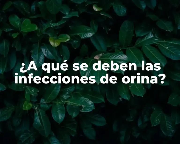 ¿A qué se deben las infecciones de orina?
