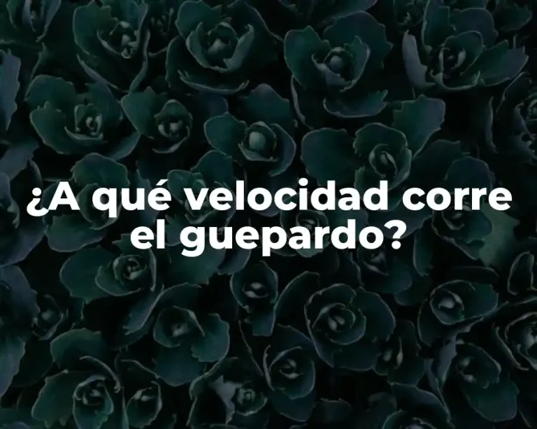 ¿A qué velocidad corre el guepardo?