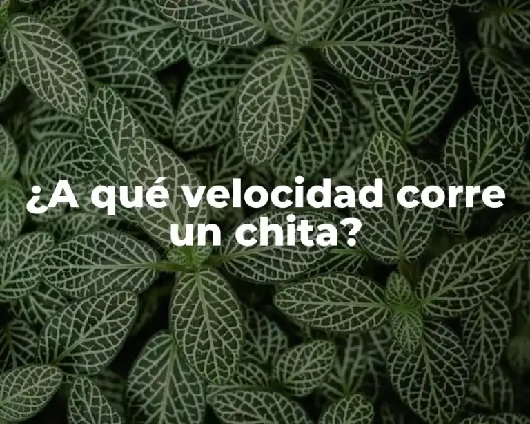 ¿A qué velocidad corre un chita?