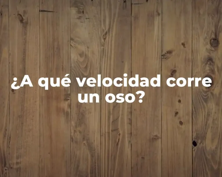 ¿A qué velocidad corre un oso?