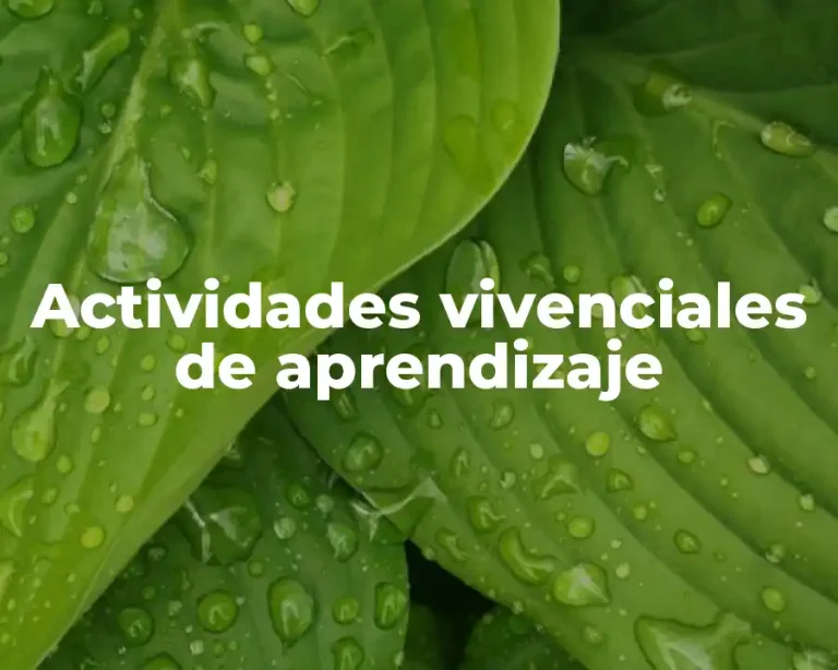 Actividades vivenciales de aprendizaje
