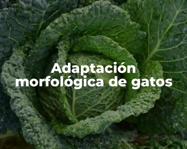 Adaptación morfológica de gatos