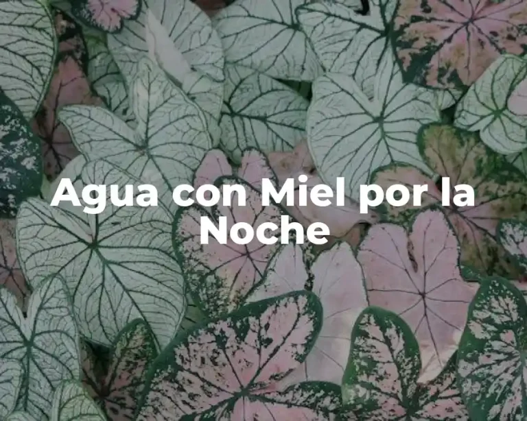 Agua con Miel por la Noche