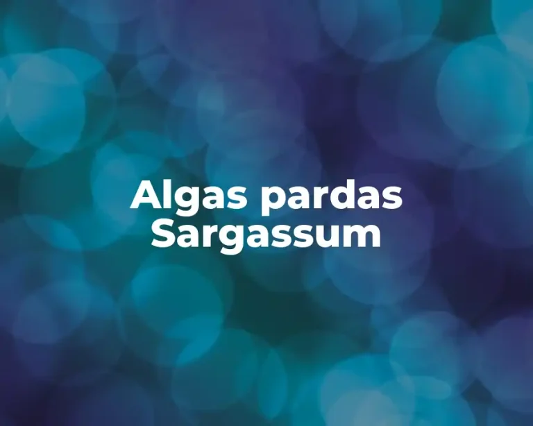 Algas pardas Sargassum