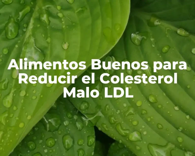 Alimentos Buenos para Reducir el Colesterol Malo LDL