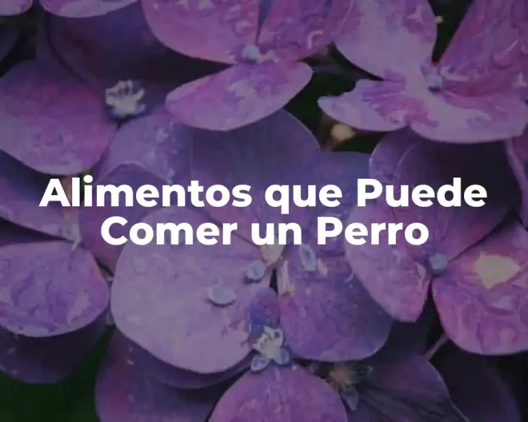 Alimentos que Puede Comer un Perro