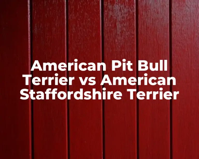 American Pit Bull Terrier vs American Staffordshire Terrier