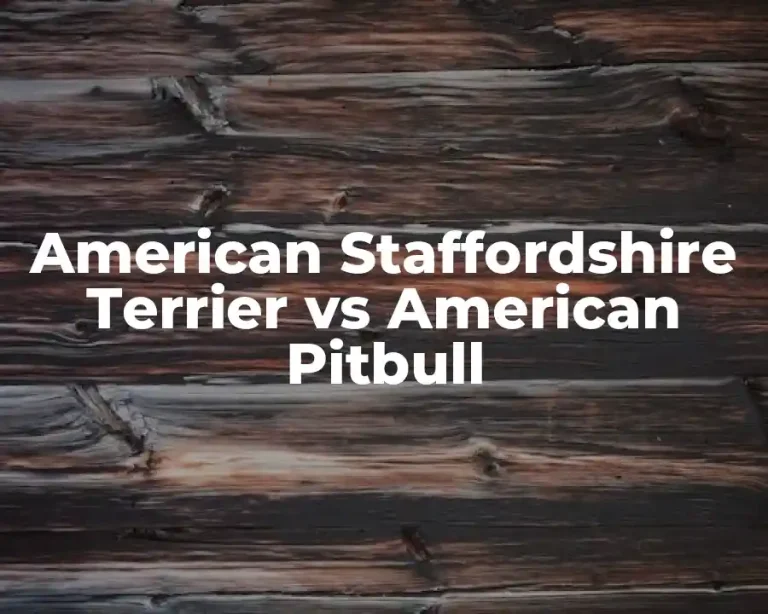 American Staffordshire Terrier vs American Pitbull